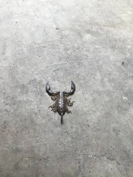 Ölü bir yengecin yakınına.