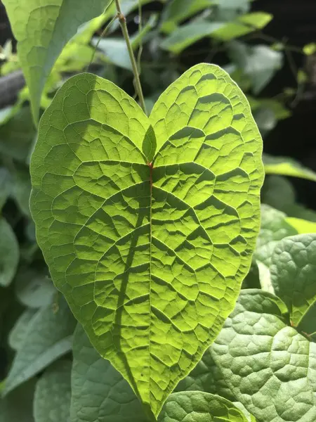 Bahçede güzel yeşil yapraklar