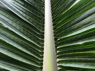 Muz yaprakları doku arkaplanı