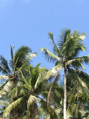 Parktaki palmiye ağacı