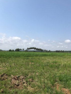 Ağaçlarla kaplı güzel bir manzara.