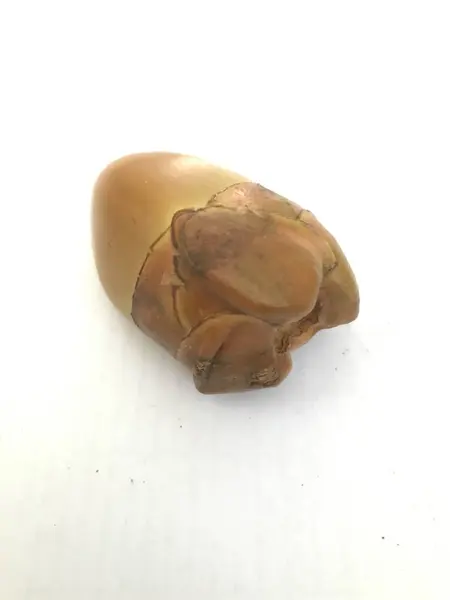 Beyaz arka planda taze mantarlar