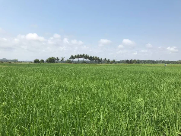 Kırsalda yeşil pirinç tarlası