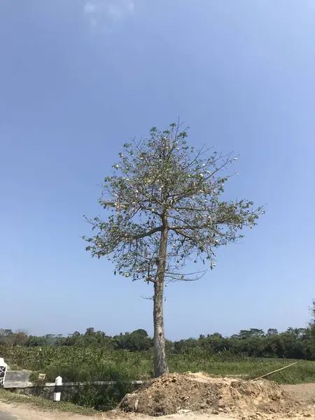 Doğa sahnesinin resimsel görüntüsü