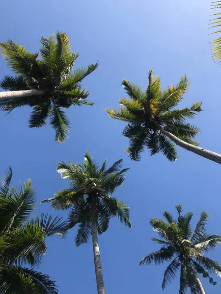 Mavi gökyüzü arka planında palmiye ağaçları