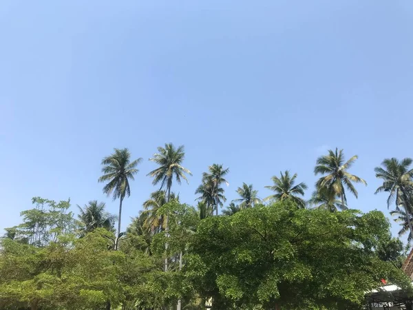 Arka planda bir palmiye ağacı