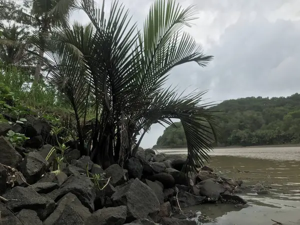Ormandaki nehrin güzel manzarası