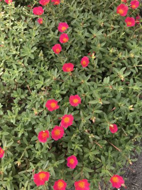 Bahçedeki güzel çiçekler