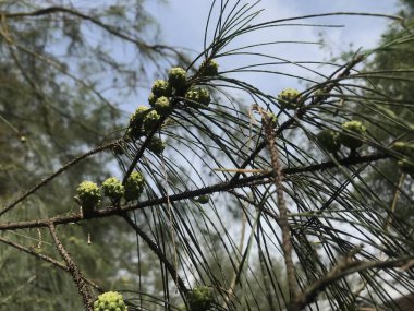 Ormanda yeşil yapraklar