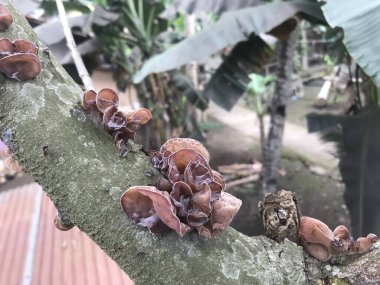 Ormandaki bir mantarın yakın plan çekimi.