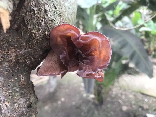 Güzel kırmızı bir mantarın yakın plan çekimi.