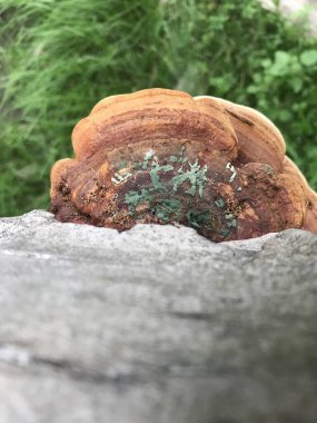 Bir ağaç kütüğünün yakın plan görüntüsü.