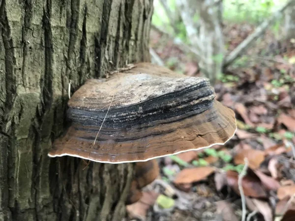 Ağaç kütüğündeki mantarın yakın plan çekimi.