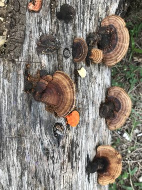 Bir ağaç gövdesinin yakın çekimi.