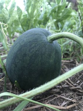 green pumpkin on the ground