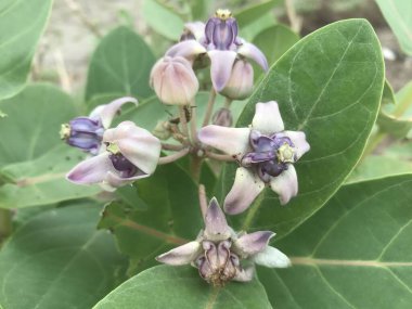 Bahçedeki mor çiçekleri kapat.