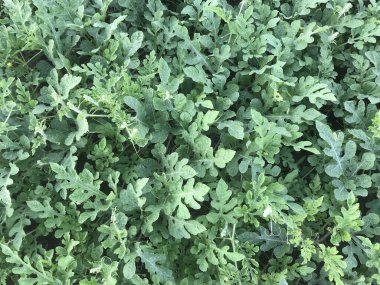 Bahçede yeşil yapraklar