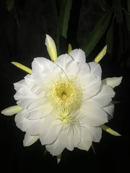 Siyah arkaplana karşı beyaz çiçeğin yakın plan görüntüsü