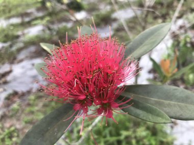 Güzel botanik fotoğrafı, doğal duvar kağıdı.