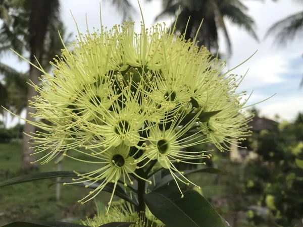 Güzel botanik fotoğrafı, doğal duvar kağıdı.