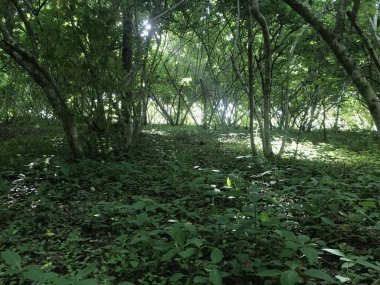 Ormanda yeşil çimenler