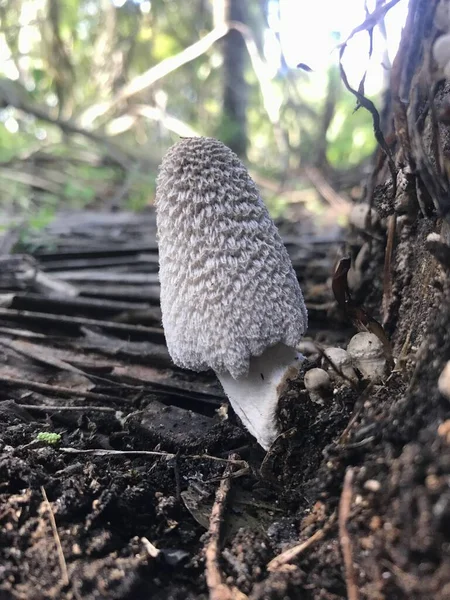 Ormandaki mantarın yakın çekimi.
