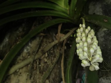 Güzel botanik fotoğrafı, doğal duvar kağıdı.