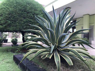 Arka planda bir bina olan bahçede bir bitki.