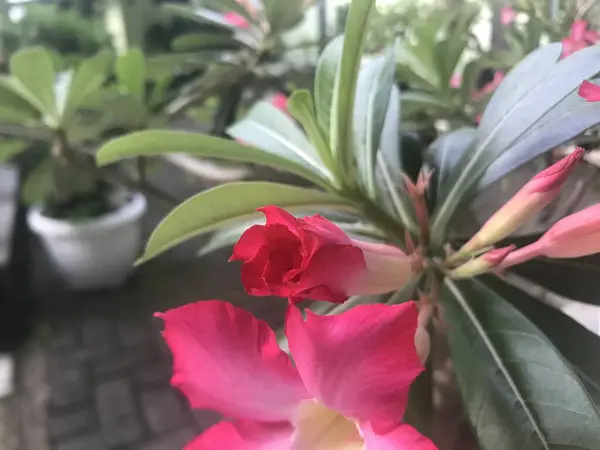 Yeşil yapraklı pembe bir çiçek.