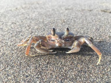 Kafası ters dönmüş kumda bir yengeç