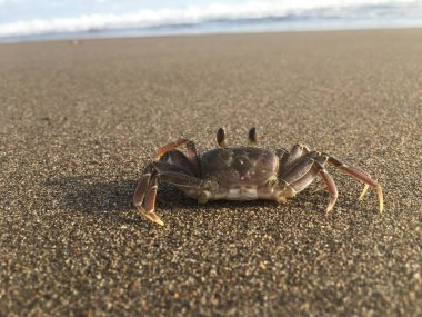 Sahilde arkada okyanus olan bir yengeç.