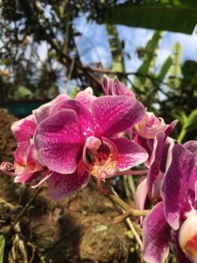 Üzerinde beyaz lekeler olan pembe bir çiçek.