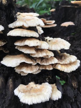 Ağaç kütüğünde büyüyen bir grup mantar.
