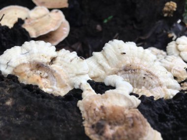 mantar yerde büyüyen grubu