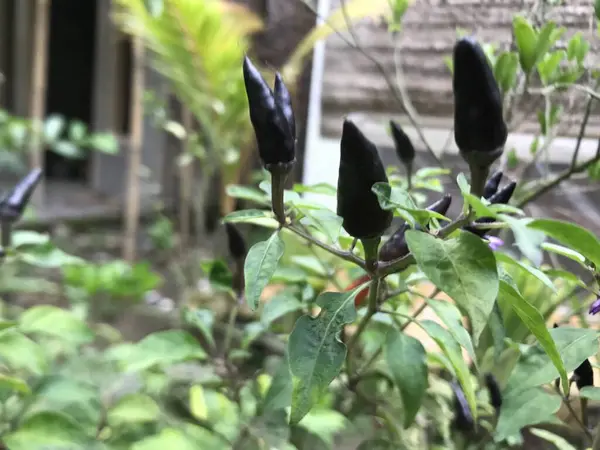 İçinde kara biber yetişen bir çalı.