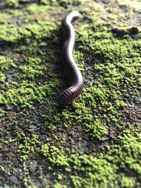Bir ağacın siyah beyaz fotoğrafına yaklaş