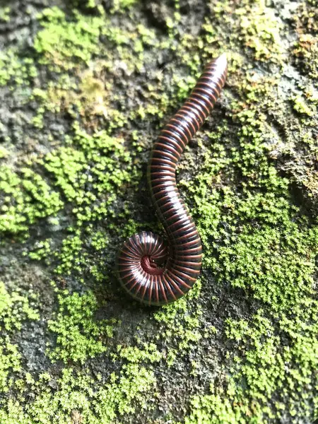 Bir tırtıla yaklaş.