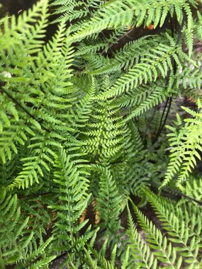 Ormanın güzel manzarası