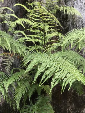 Ormanda yeşil yosun