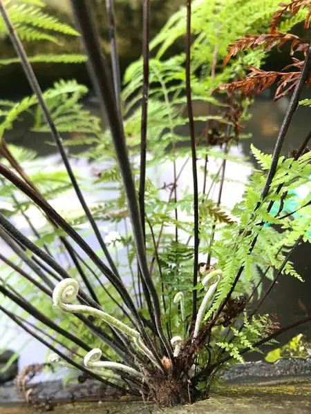 Güzel botanik fotoğrafı, doğal duvar kağıdı.
