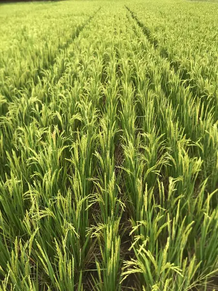 Sabah yeşil pirinç tarlası