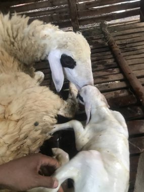 Çiftlikteki koyunlar