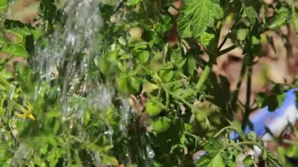 Κοντινό Πλάνο Του Πότισμα Πράσινες Ντομάτες Ένα Οικόπεδο Κήπο — Αρχείο Βίντεο