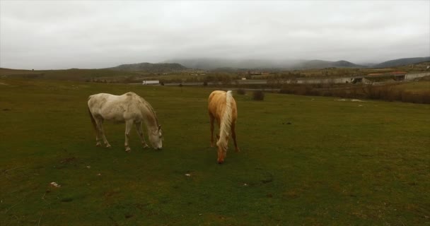 Een Wit Rood Paard Grazen Een Weiland Een Winderige Herfstdag — Stockvideo