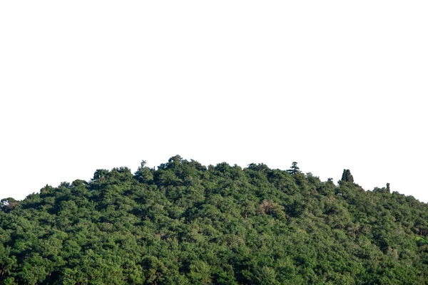 Güzel yeşil tepe. Tamamen ağaç tepesi Gökyüzü ile izole