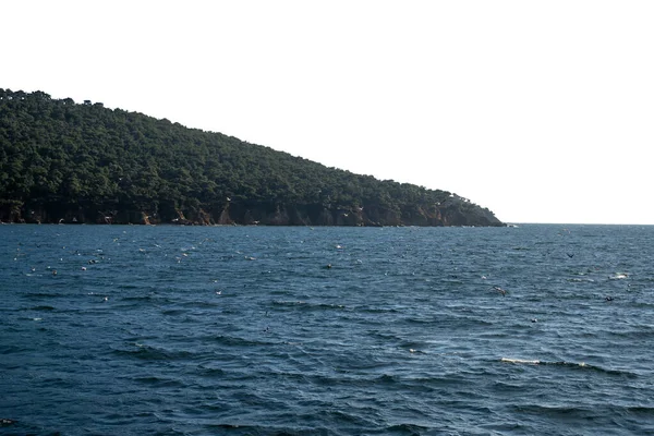 Denize kadar uzanan yemyeşil bir uçurum. Etrafında düzinelerce martı uçuşuyor. İzole edilmiş arkaplan.