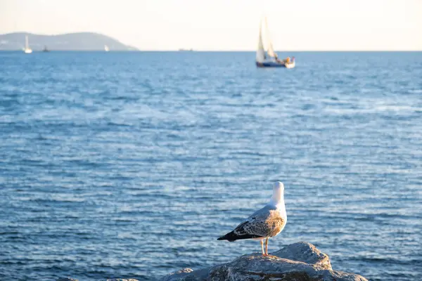 Tekneye bakan bir martı.