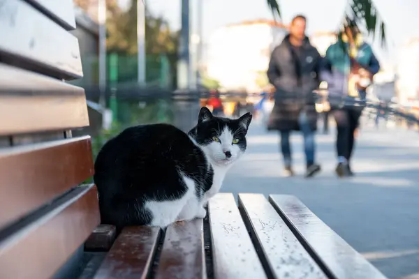 Şirin, siyah bir sokak kedisi bankta oturuyor ve etrafa bakıyor.