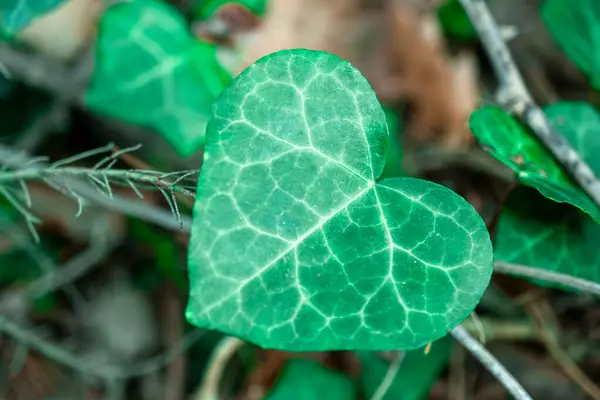 Bir Kalp Şeklinde Yeşil Yaprak, Yakından Görünüm