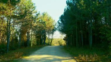 Ormanda Bir Yol